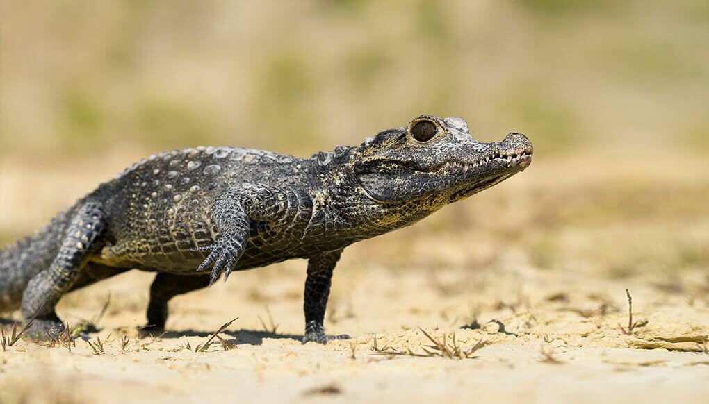 African Dwart Crocodile