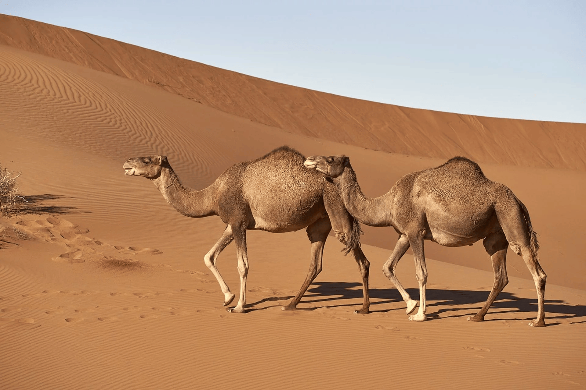 Dromedary camels